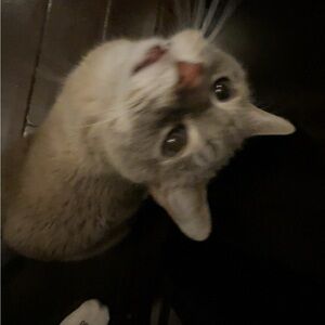 Meet your Posher, River